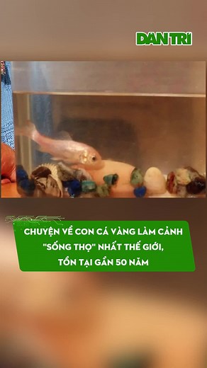 Cá vàng sống thọ nhất thế giới: Câu chuyện của Tít