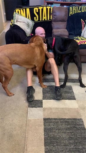 11K views · 452 reactions | Skinny Max is doing great in his foster home he is gaining weight learning manners and boundries. | AZ Mastiff Rescue | Facebook