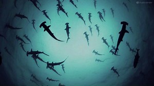 43K views · 1.6K reactions | How to Make a Shot List Like Terrence Malick Movies !! via: StudioBinder | Cinematography | Facebook