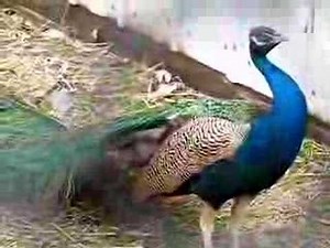 The most annoying sound in the world