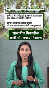 45K views · 345 reactions | Soybean Pest Disease Management :...