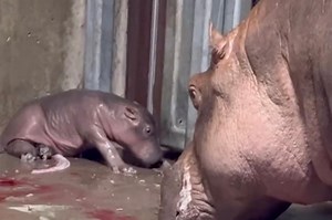 Cincinnati Zoo’s Bibi the hippo gives birth to a baby