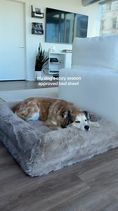 Barney Fur is the softest faux fur you’ll ever run your hand across- trust us, we searched everywhere for it. It’s so plush, your dog won’t be able to resist rolling their whole snoot into it. Cooler weather in Aus calls for something extra cosy. Enter: Barney Fur. Available in ‘Paddington’ (pictured) and ‘Chibby’ - a dreamy pure white. As always, all Barney covers are fully washable🫧 #Furdogbed #barneybed #bestdogbed #dogbed #rounddogbed #winterdogbed | Barney Bed