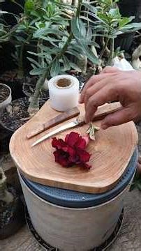 The easiest way to graft an Adenium