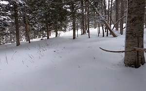 【无脑转发】北海道雪山猎鹿纪实*日本合法狩猎