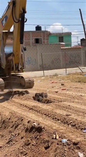 El que busca encuentra, tremendo nido de ratas...😮👍🏻🤣 #video #viral #parati #youtubeshorts