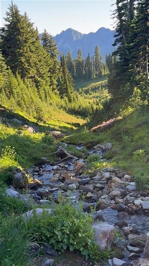 Creek in Mt Rainier in summer | Water Sound #mtrainier #natureasmr
