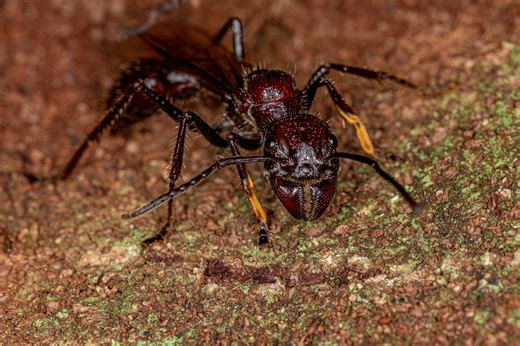 In the Amazon, bullet ants deliver agonising pain to boys as young as 12 – here's why. And can Steve Backshall handle the heat? | Discover Wildlife
