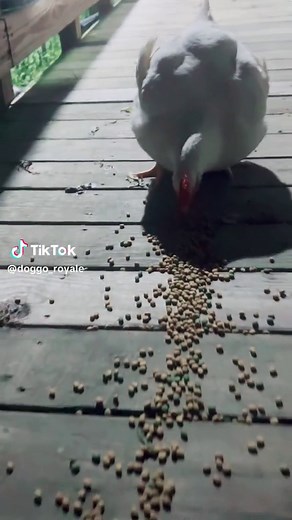 Funny Chicken Running Videos Compilation