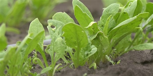 Spring ‘clean up day’ set for Cairo, Ill. food donation garden