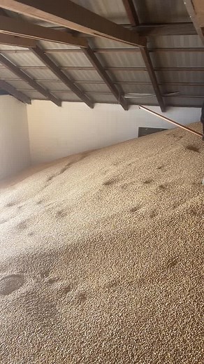 Gyökeres Zoltán a TikTokon