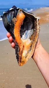 Save this and read below! ⬇️ . I tend to find darker seashells in the barrier islands of North Carolina, also known as the Outer Banks. ✨️ . These shells have been stained from buried in the muddy sediment for (could be) hundreds of years! They eventually make their way to the seashore after shifting sands and storms. 🖤 . Have you found one this dark? Let me know in the comments and share this with a beach combing friend! 🐚 . . . #ncbeaches #outerbanks #obxlife #seashellsofinstagram #beachfind