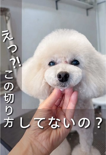 えっ⁈😳 この切り方してないの? ##世田谷区トリミングサロン ##世田谷トリミングサロン ##駒沢トリミングサロン ##トリミングサロン ##トリマー ##新人トリマー ##トリマーのたまご ##トリマーの卵 ##学生トリマー ##トリミング勉強中 #グルーマー