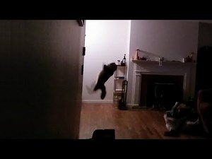 Cat catches bat mid air