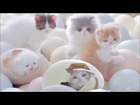 Cats are born from eggs
