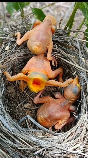 Amazing but Sad Cuckoo Baby Behavior inside a Nest Taken Over by Cuckoo Chick (p3) #viral #trending