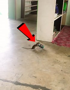 1.7M views · 16K reactions | Tiny terrors wreak havoc in these mischievous moments | Ray's Funny Page | Facebook