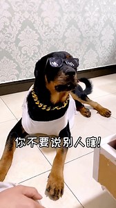 Black-faced millionaire😎😂😅 #dog #dogfunny #dogstagram | Xiang Wei and Yi Tuo Dog