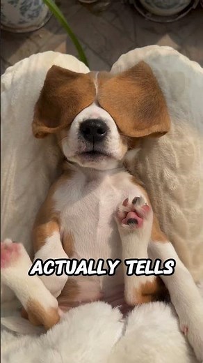 Why Dogs Sleep in Strange Positions (The Hidden Meaning Behind It)