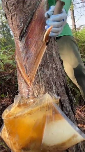 Traditional pine resin tapping process captured in a satisfying close-up forest craftsmanship scene