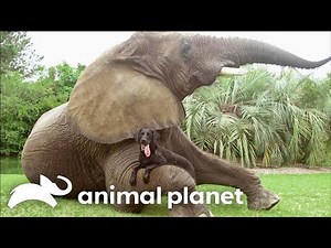 Quirkiest Companions | My Dogs Crazy Animal Friends | Animal Planet