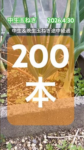 [Cultivating Mid-season and Late-season Onions] Progress Report #onions