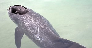 Qu'est-ce que le wholphin, animal hybride unique au monde ?