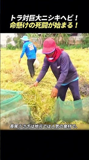 Shocking Hunting in Rural Vietnam! Massive Catch Begins in the Rice Fields!