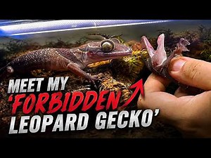 Meet my "FORBIDDEN Leopard Gecko" xD