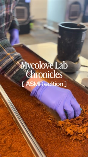 some lab ASMR for you! scraping some reishi extract straight out the freeze dryer 🍄 #functionalmushrooms #growyourmedicine #mycology #mushroomcultivation