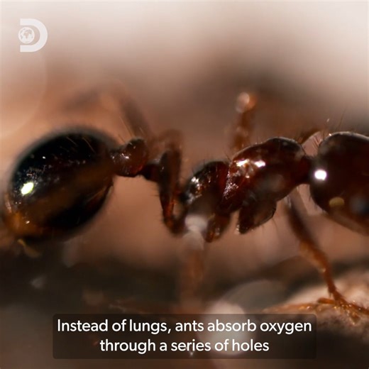 A drop of rain falling on an ant is the same as a CAR falling on a human... so how do they survive floods?🌧️🐜 | Discovery Channel UK