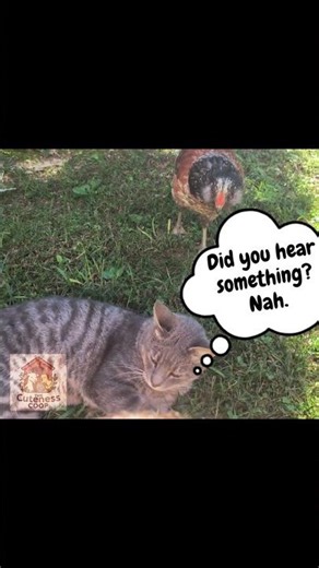 Chicken Said “BOO” and the Cat Logged Out 😭 | #funny #animalshorts #pets