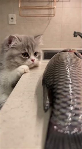 Kitten vs. Giant Fish: The Ultimate Test of Willpower! 🥺🐟