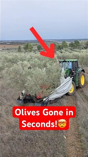 This Olive Harvester Does the Work of 50 People #farmtech #viral #harvest