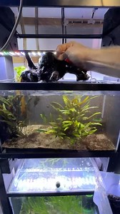 28K views · 910 reactions | Broke down my Pea Puffer display tank to...