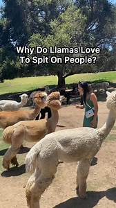 Why do llamas spit on people? They usually spit as a form of self-defense or to express discomfort, not because they enjoy it. This behavior is typically directed at other llamas in the herd and only occasionally at humans. It often happens when a llama feels threatened, stressed, or uncomfortable—such as when someone invades their personal space or handles them carelessly. The spit itself is a mixture of partially digested food and stomach fluids, which has a very unpleasant smell, making it an