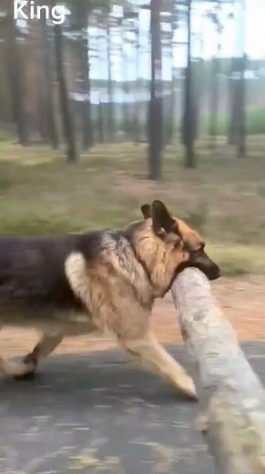 The World's Strongest Dog Carries a Tree Trunk! 💪 #dog #animaux #goldenretriever