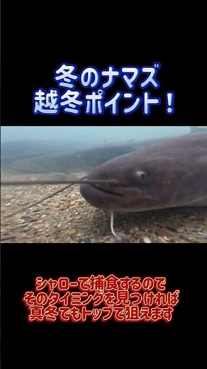 衝撃映像⁉️冬のナマズ越冬ポイントを見つけた❗️これ釣れたら無双w #ナマズ釣り