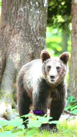 Wildlife Secrets You Never Knew | 10 Unusual Animal Behaviors