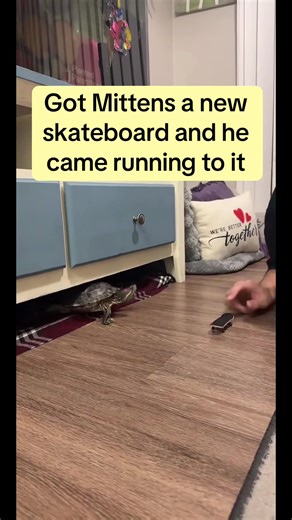 Mittens trying out his new skateboard, attempts 1-3 #livehighlights #petsoftiktok #petlife #turtle #skateboarding