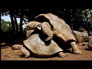 The Secret Life of Tortoise Reproduction!