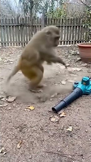 #Monkeyvideo #monkeycartoon #cartoonvideo #comedyshorts #naturelovers #viralvideo #trendingshorts