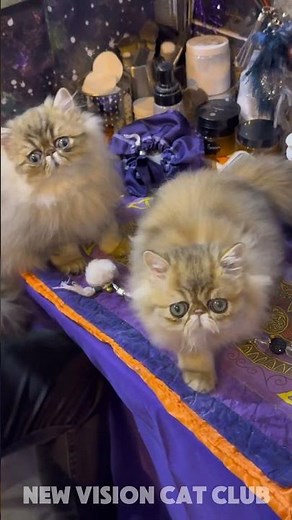 Highlights from the 2024 CFA International Cat Show & Expo!