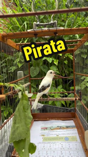 Canário Belga Pirata: A Beleza e o Canto que Encanta! 🎶