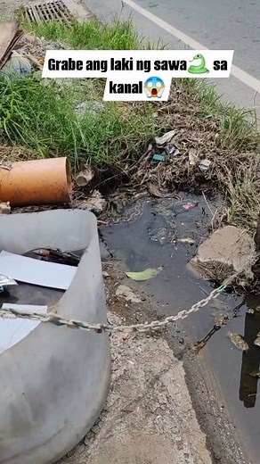 Ang laki ng sawa sa may kanal #sawa #python #reelsfacebook | Soner Mac Mac