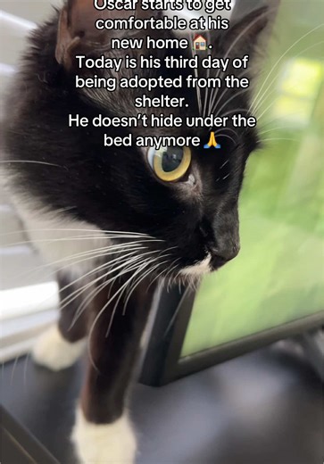 Testing Free Samples on TikTok