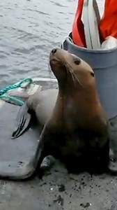 Une otarie pourchassée se réfugie sur un bateau de pêche... Et attire une horde d'orques #rediff | Le Parisien