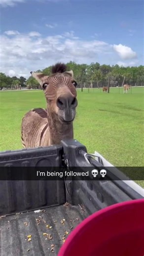 Don’t run from the lord 🤣🤣🤣 (@JMRZOOLOGICAL via @collab) #memezar | don't run from the lord original