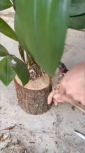 10K views · 25 reactions | Arranjo de Orquídeas no Toquinho !! .......#orchid #orchids #orchidlover #orchidee #orquídea #orquídeas #orquideas #orquidea #orquideasbrasil #orquideascollection #orquideaslovers #plantas #orquideaslindas #orquidario #orquidário #flor #floricultura #flores #plantas #planta | Antonio Eliab | Facebook