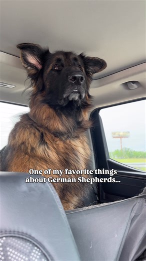 German Shepherds: The Ultimate Family Protectors